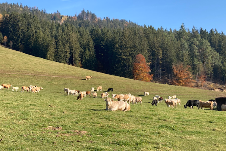 Restaurace Rendlík | Místo | 3