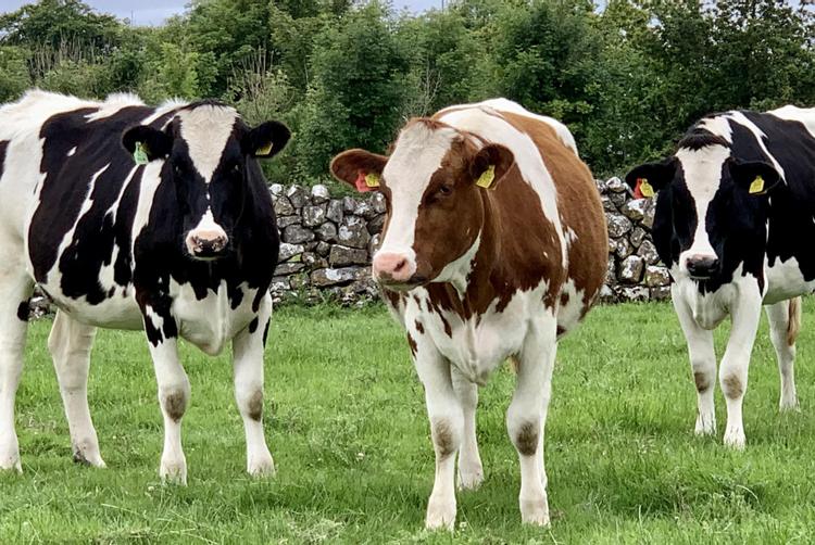 Restaurace Rendlík | Místo | 1